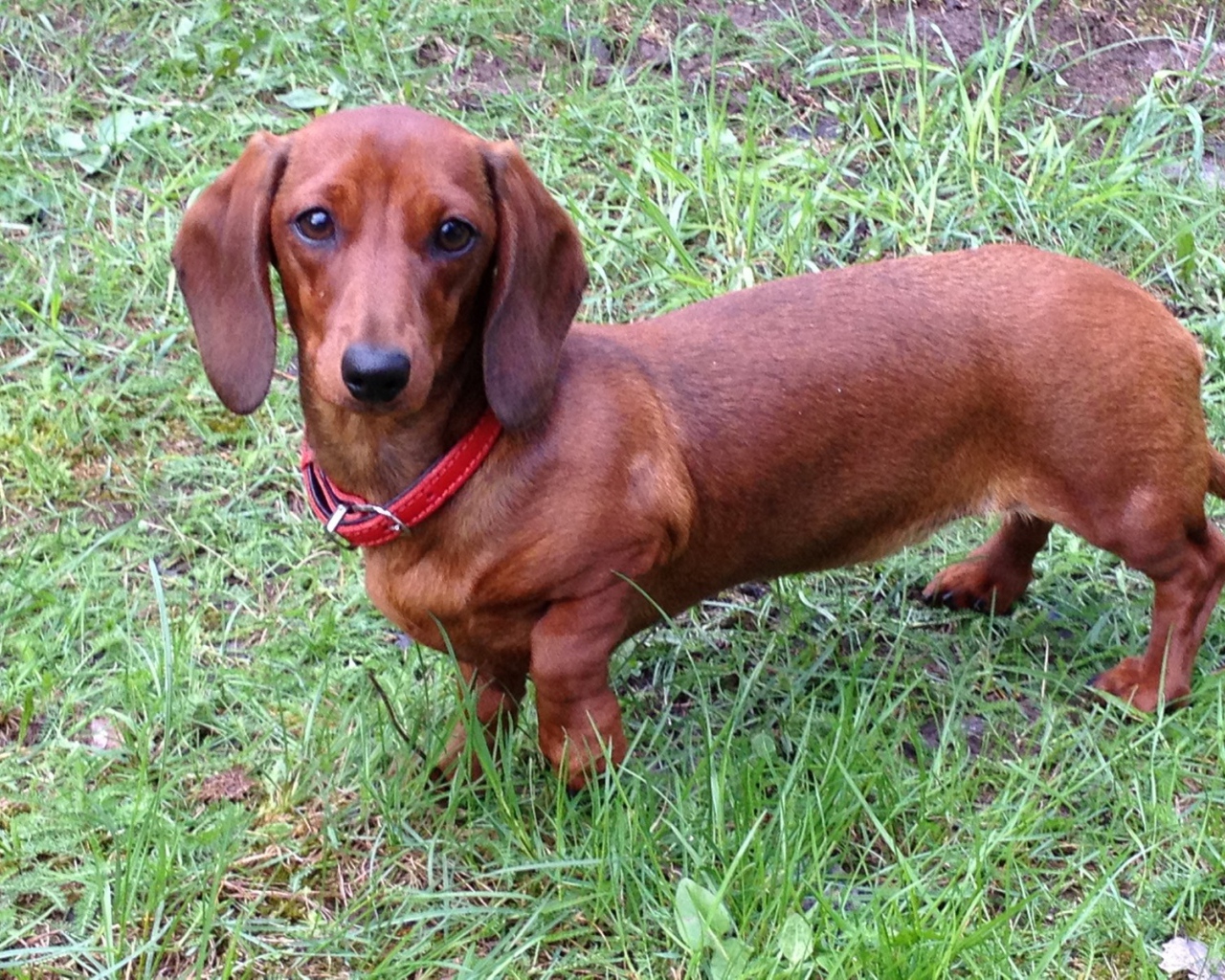 Коричневая такса на траве