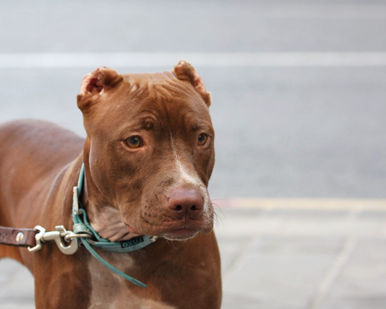 Коричневый питбуль на поводке