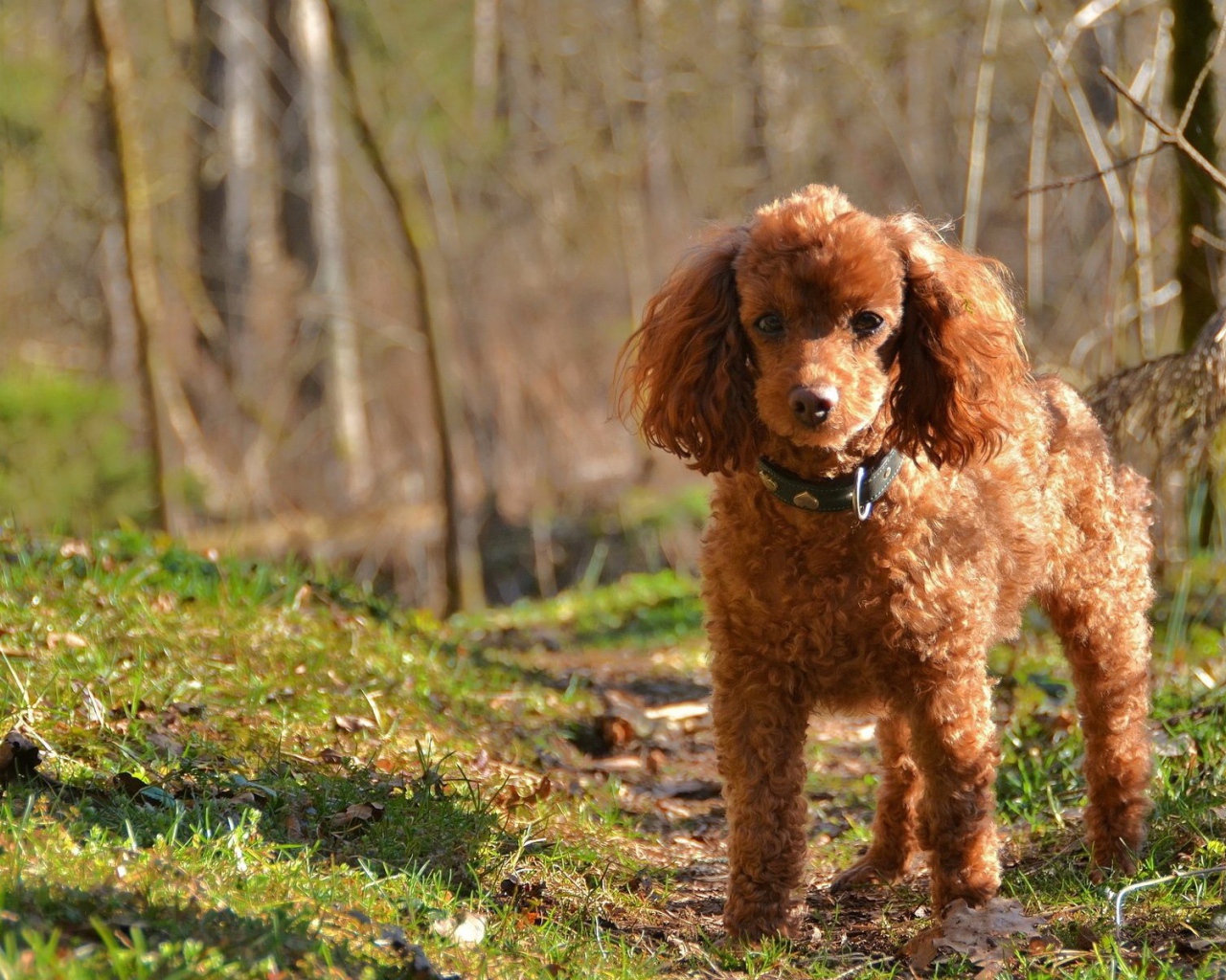 Коричневый пудель в лесу