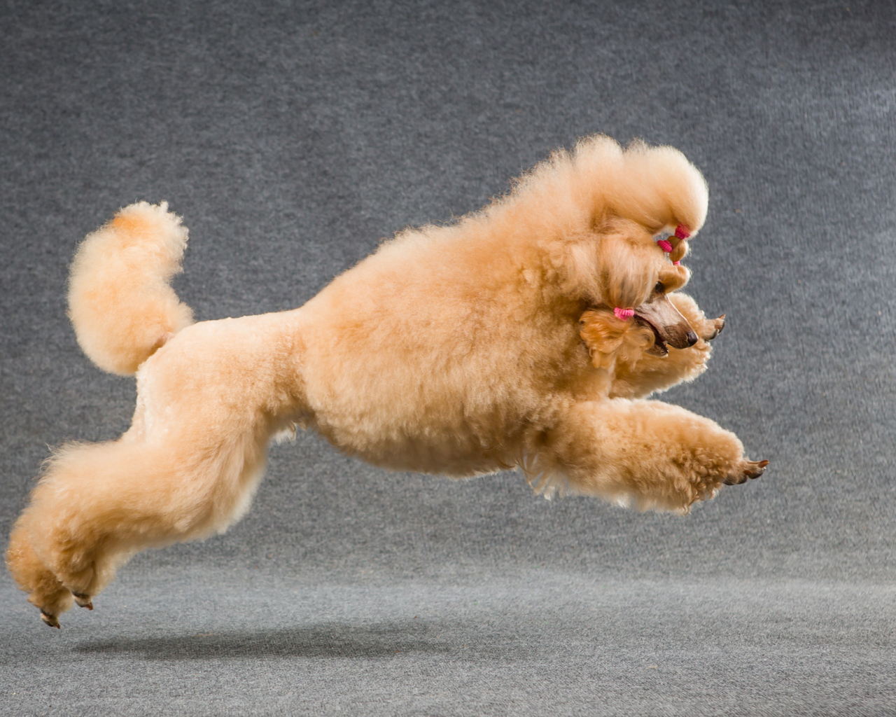 Коричневый пудель прыгает