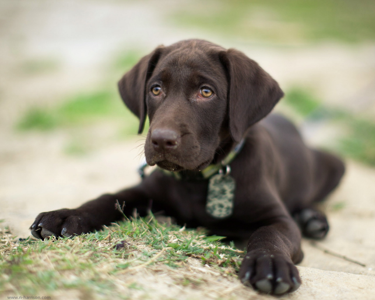 Коричневый щенок на траве