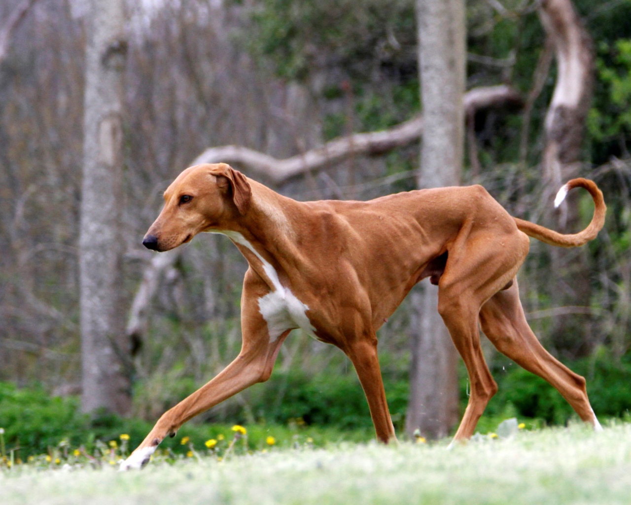 Коричневый худой азавак