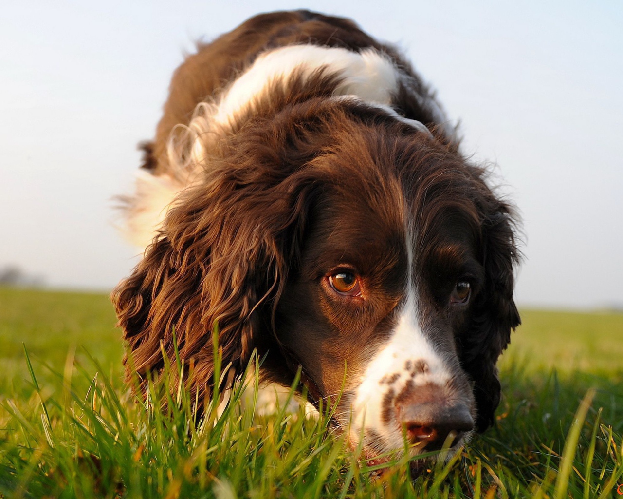 Коричневый спаниель в поле