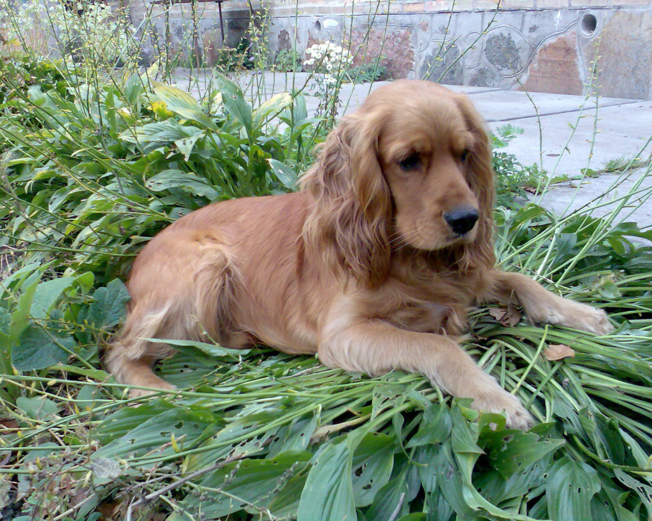 Коричневый спаниель на траве