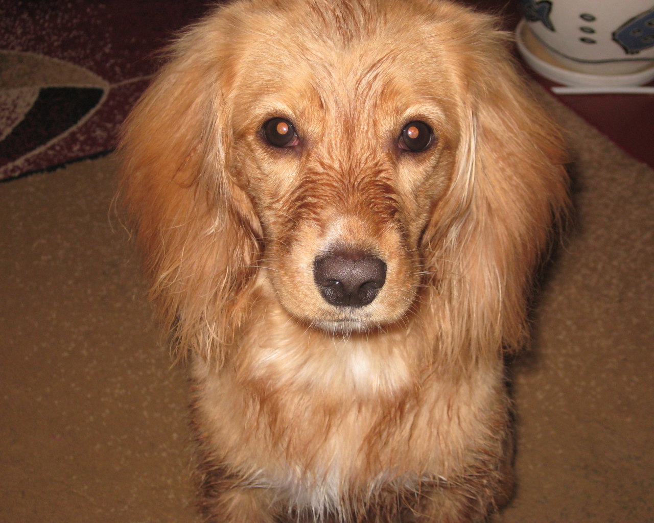 Горящие глаза спаниеля