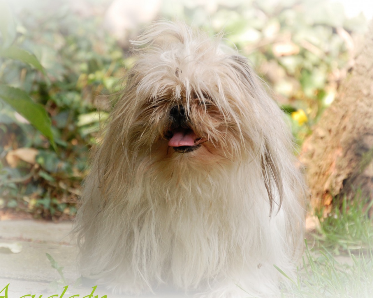 Открытка с псом шитцу