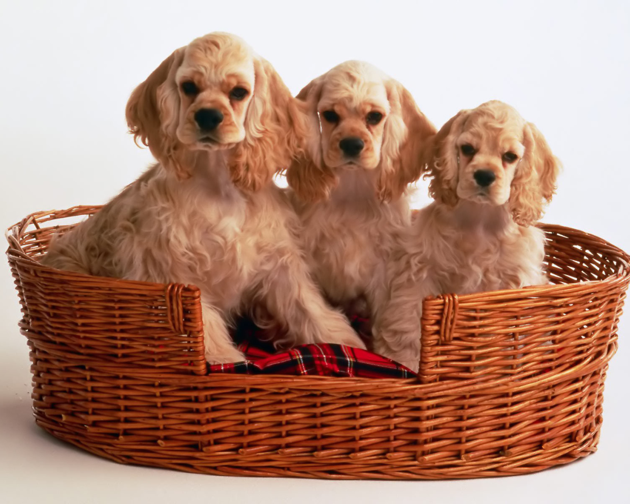 Корзина щенков спаниеля