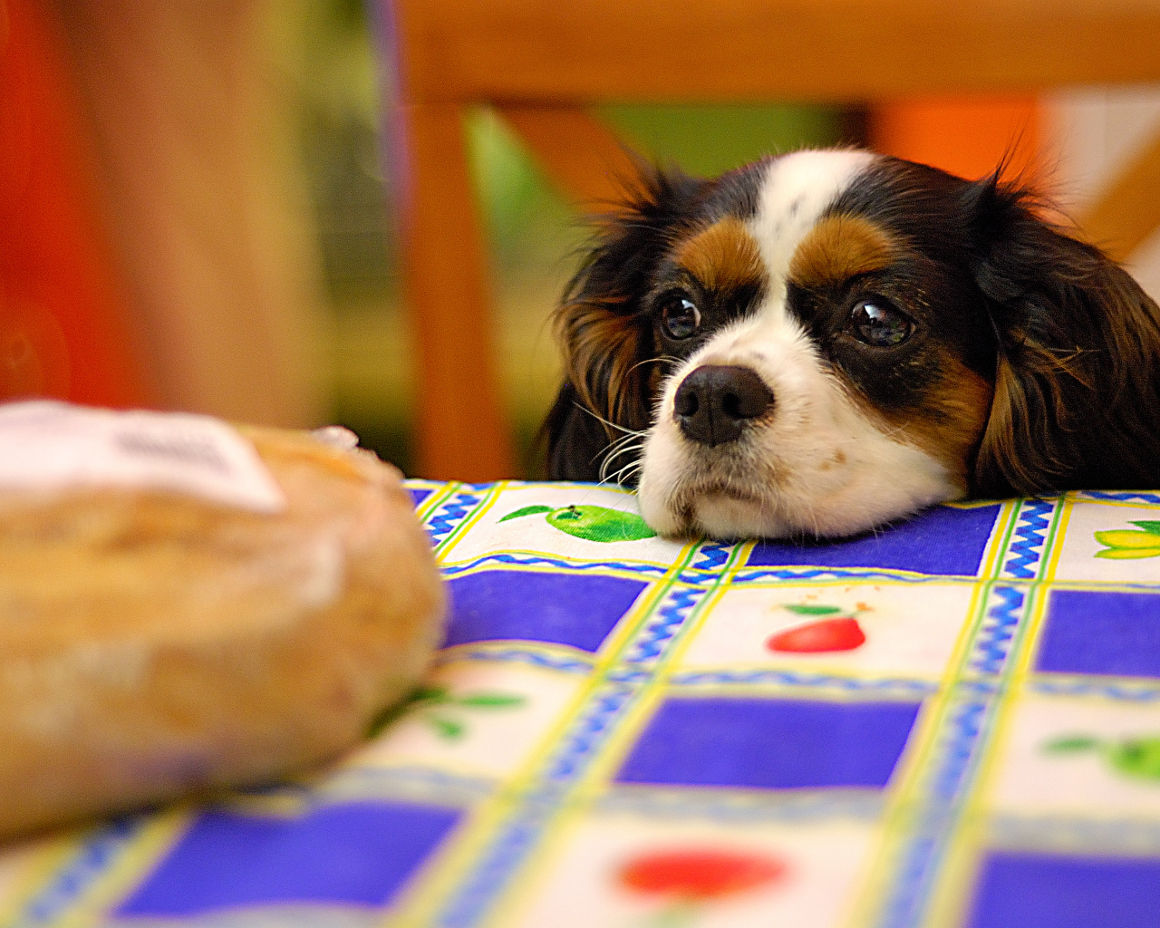 Кавалер кинг чарльз спаниель у стола