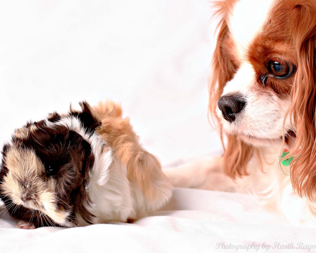 Кавалер кинг чарльз спаниель смотрит на хомячка