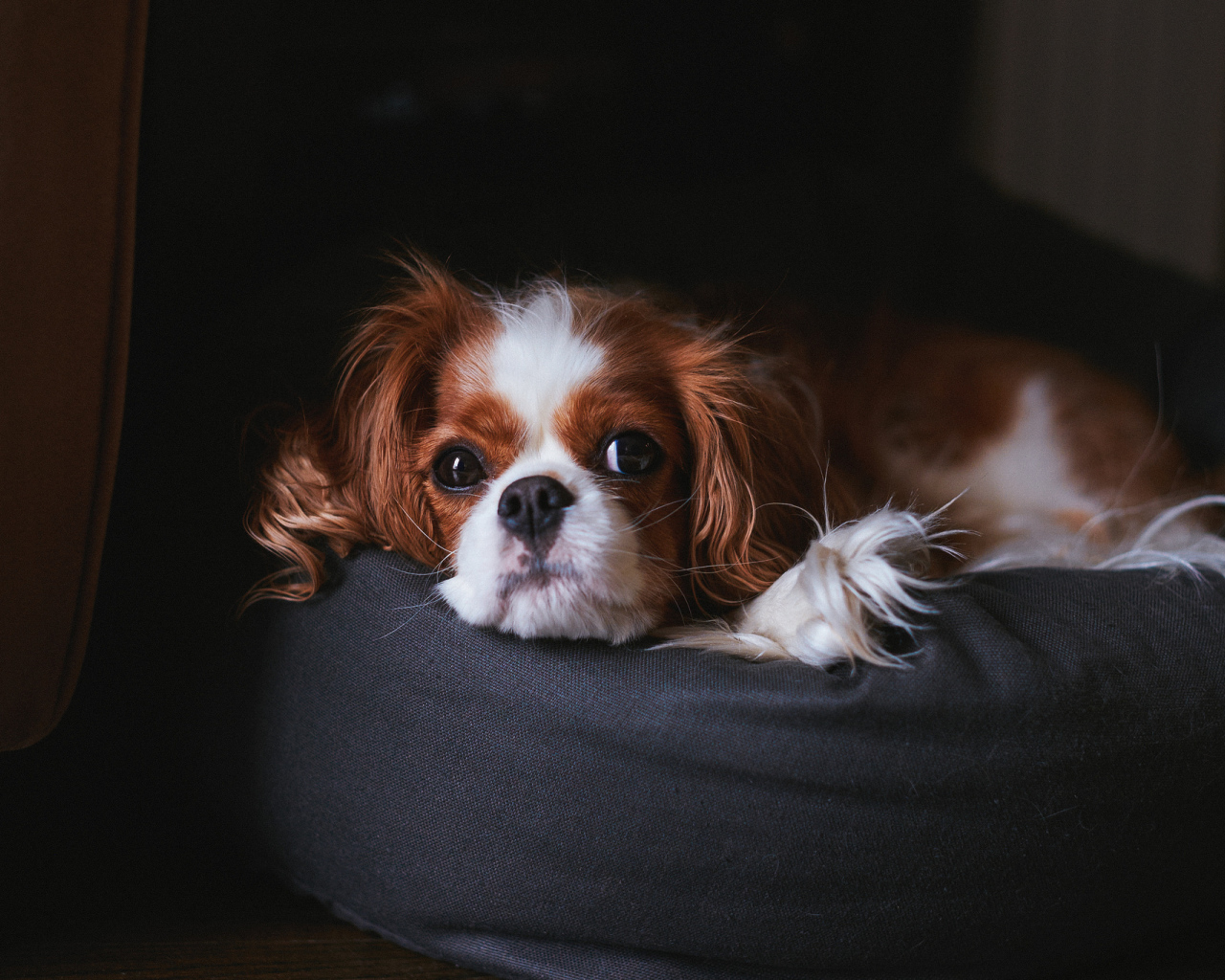 Кавалер кинг чарльз спаниель на пуфике