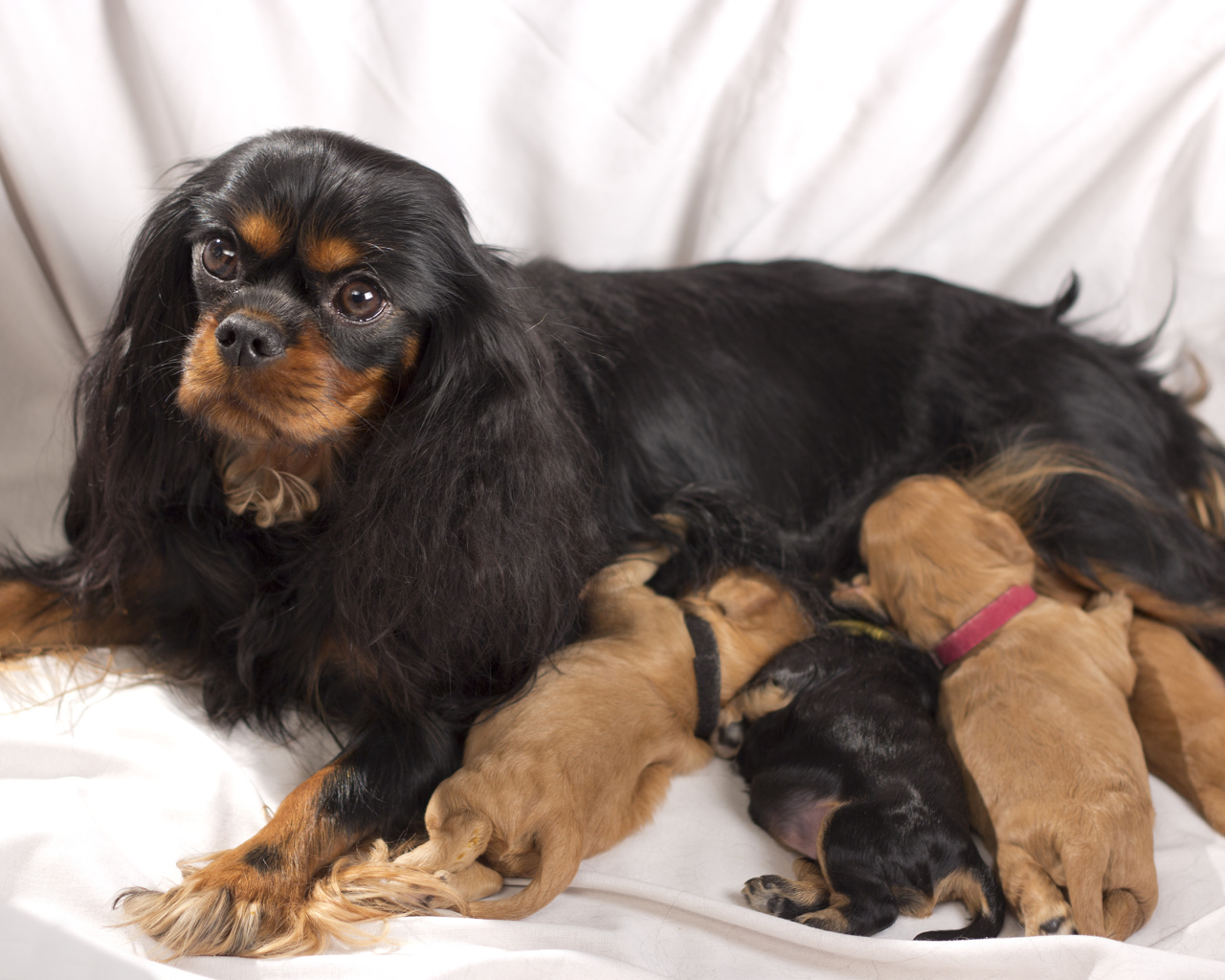 Кавалер кинг чарльз спаниель с щенками