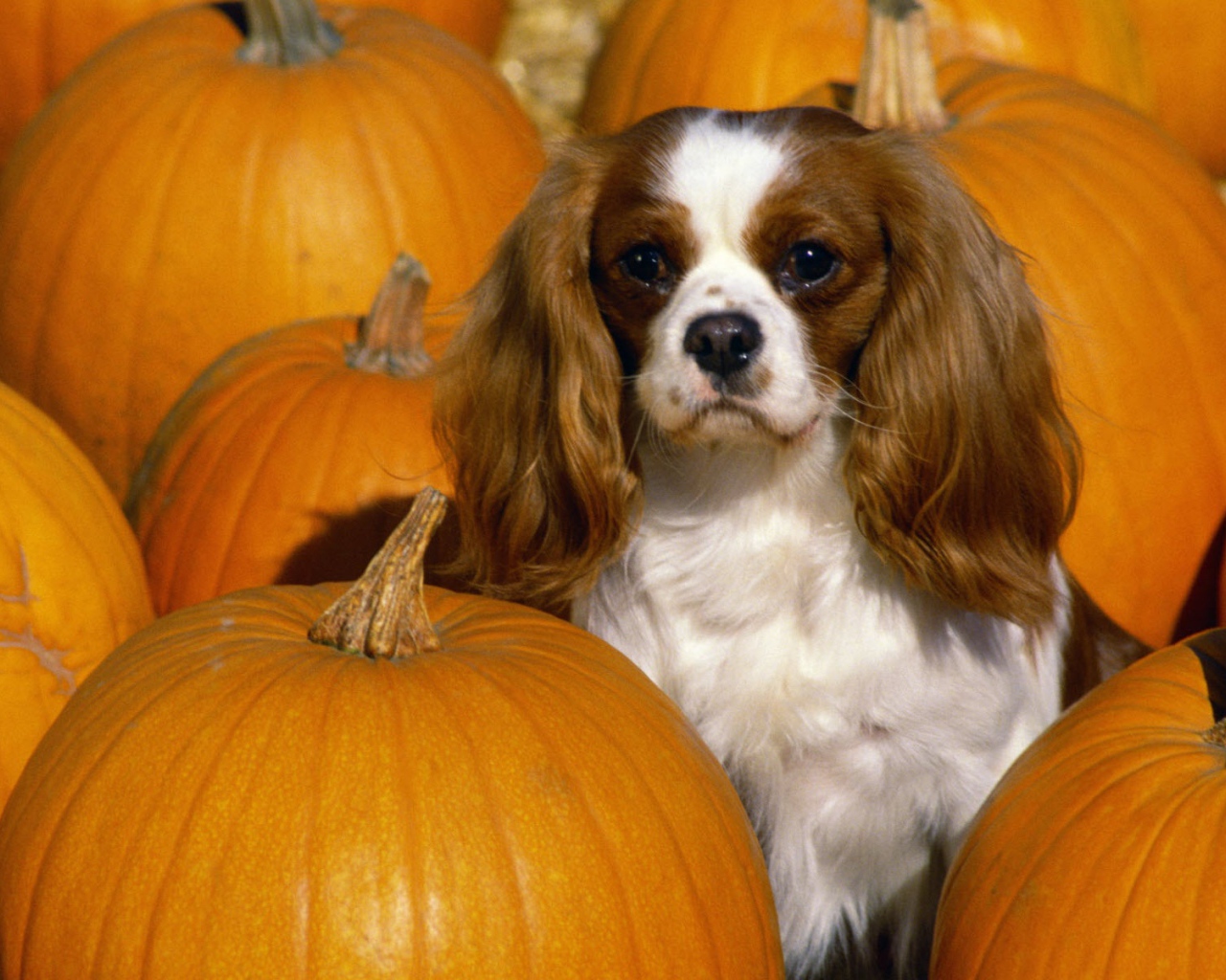 Кавалер Кинг Чарльз спаниель