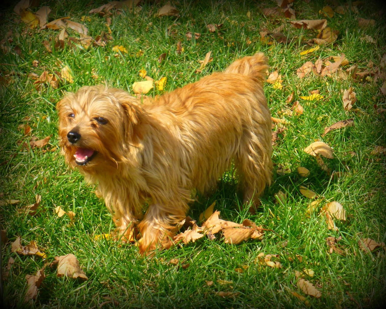 Веселый норфолк терьер