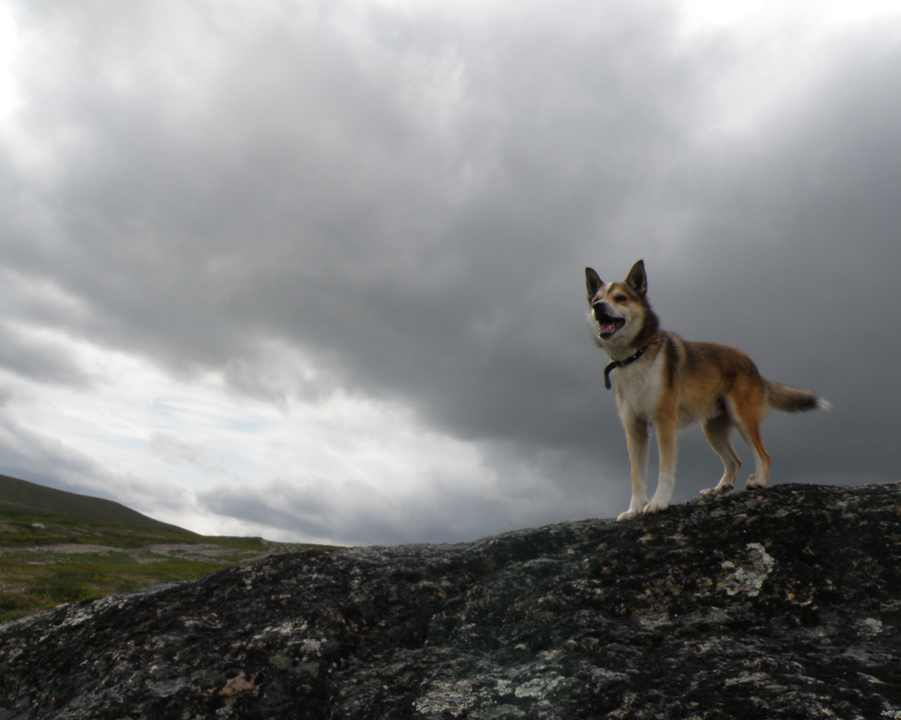 Веселый норвежский лундехунд