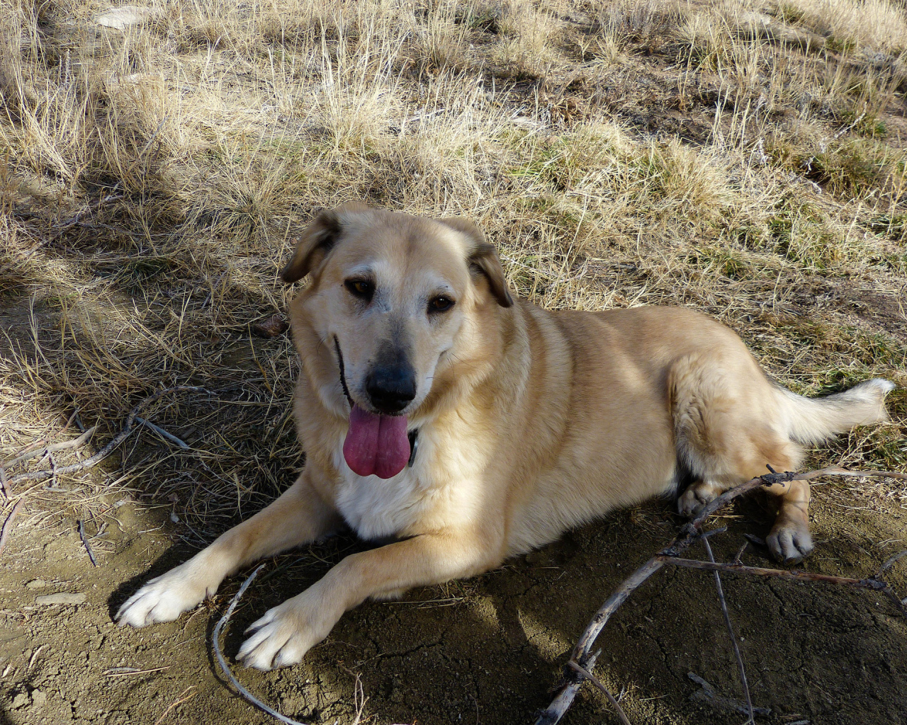 Веселая собака чинук