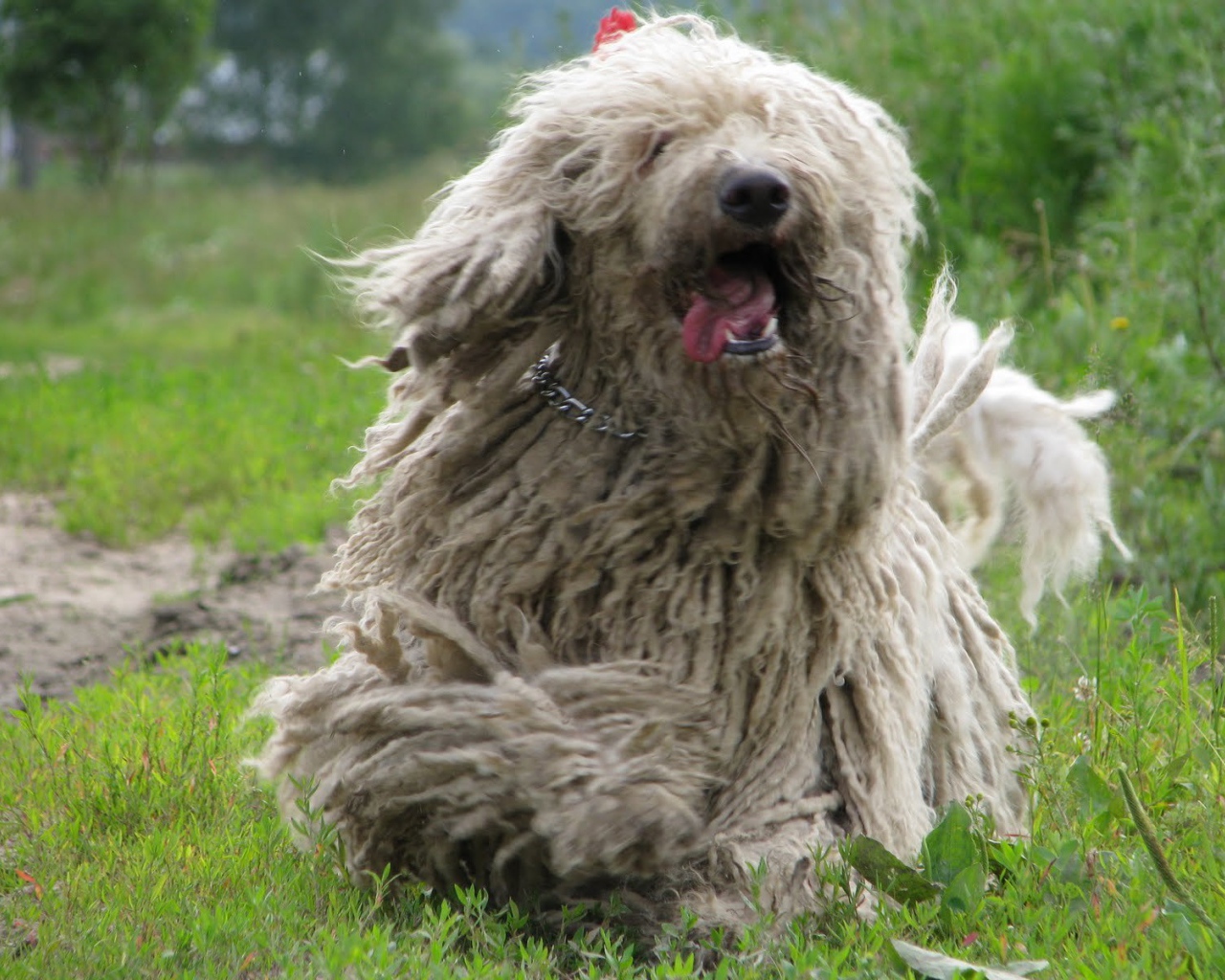 Веселый пес комондор