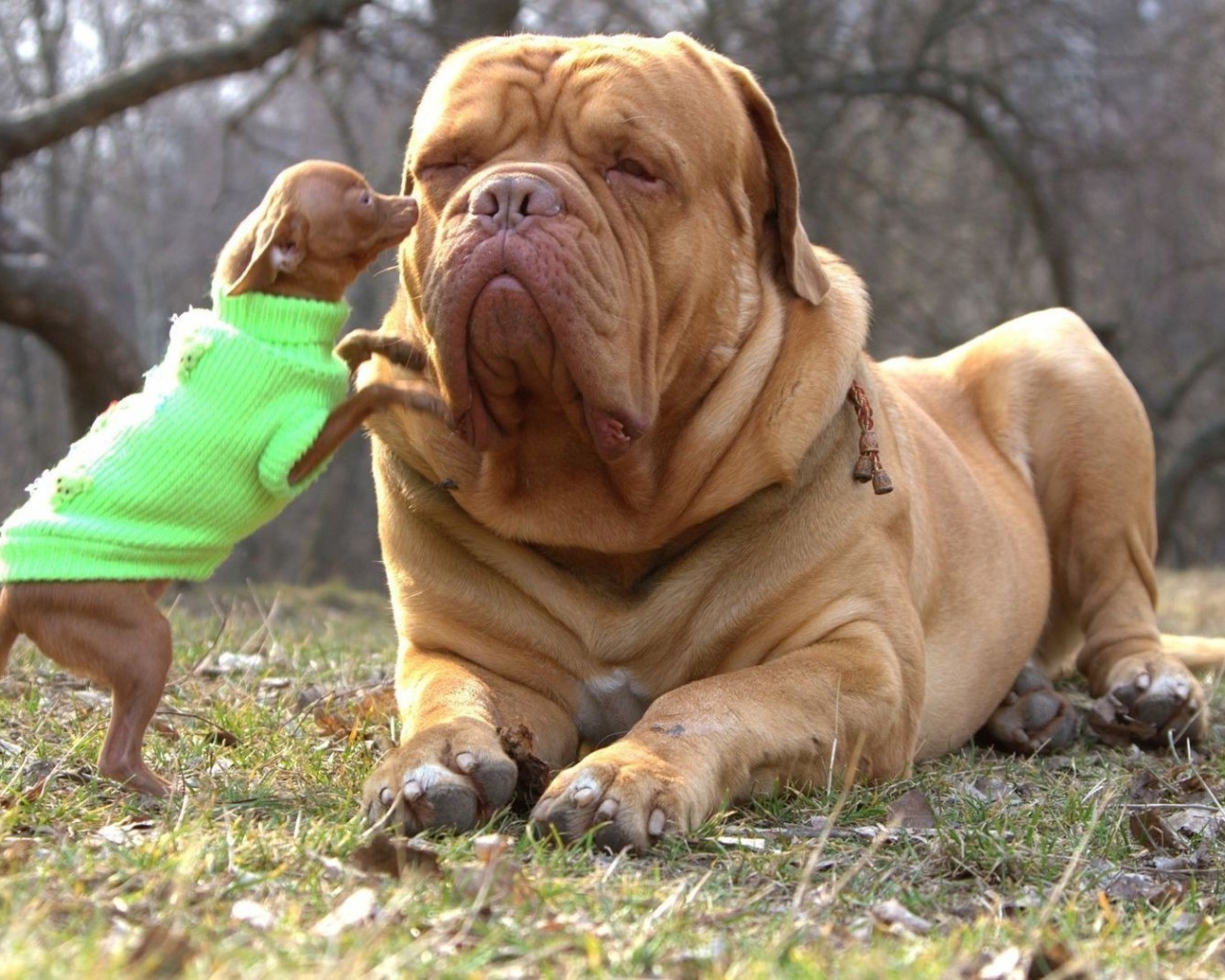 Чихуахуа и бульмастиф