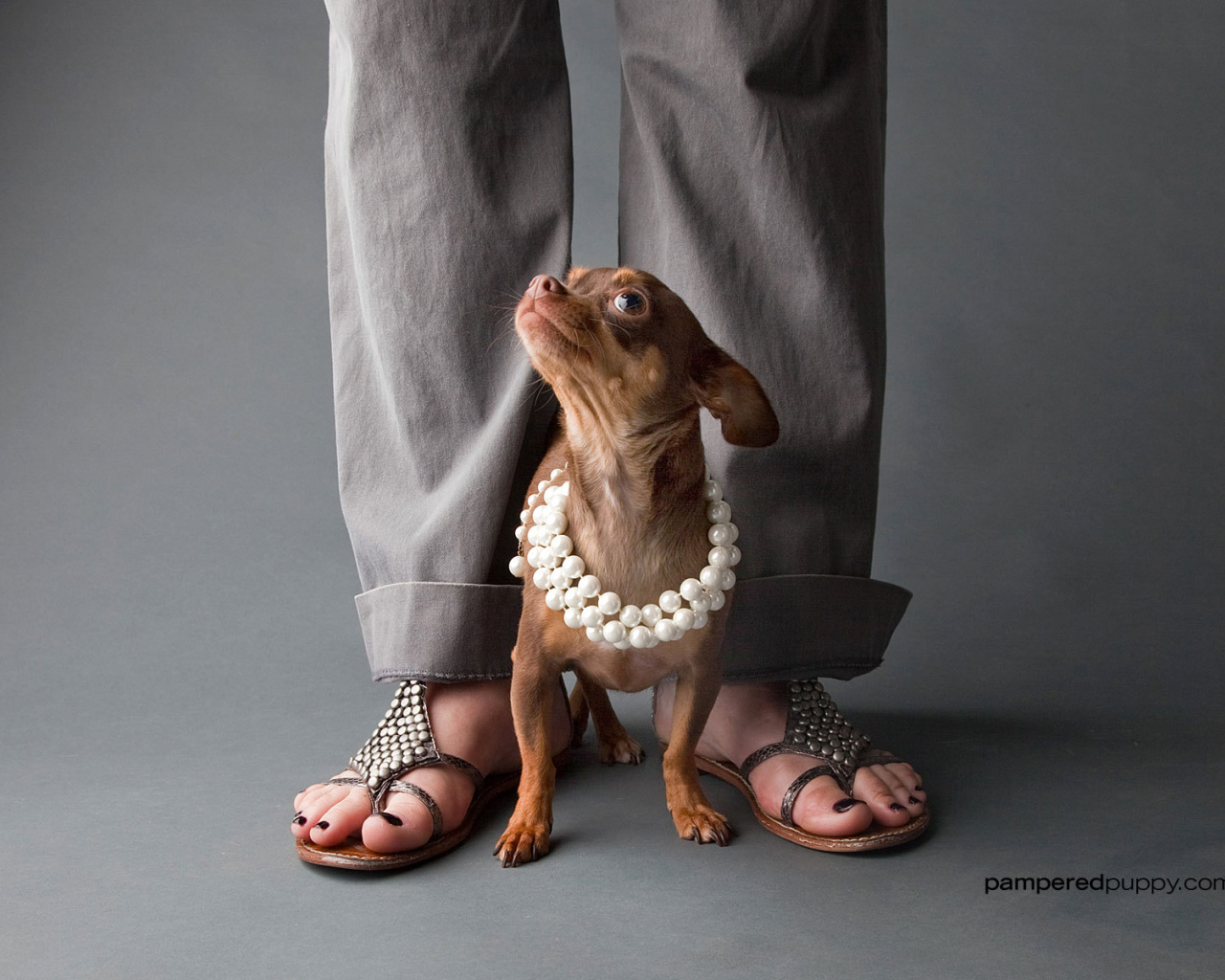 Чихуахуа у ног хозяйки