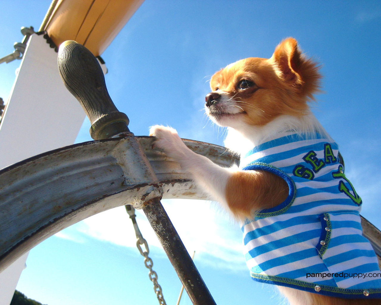 Чихуахуа капитан корабля