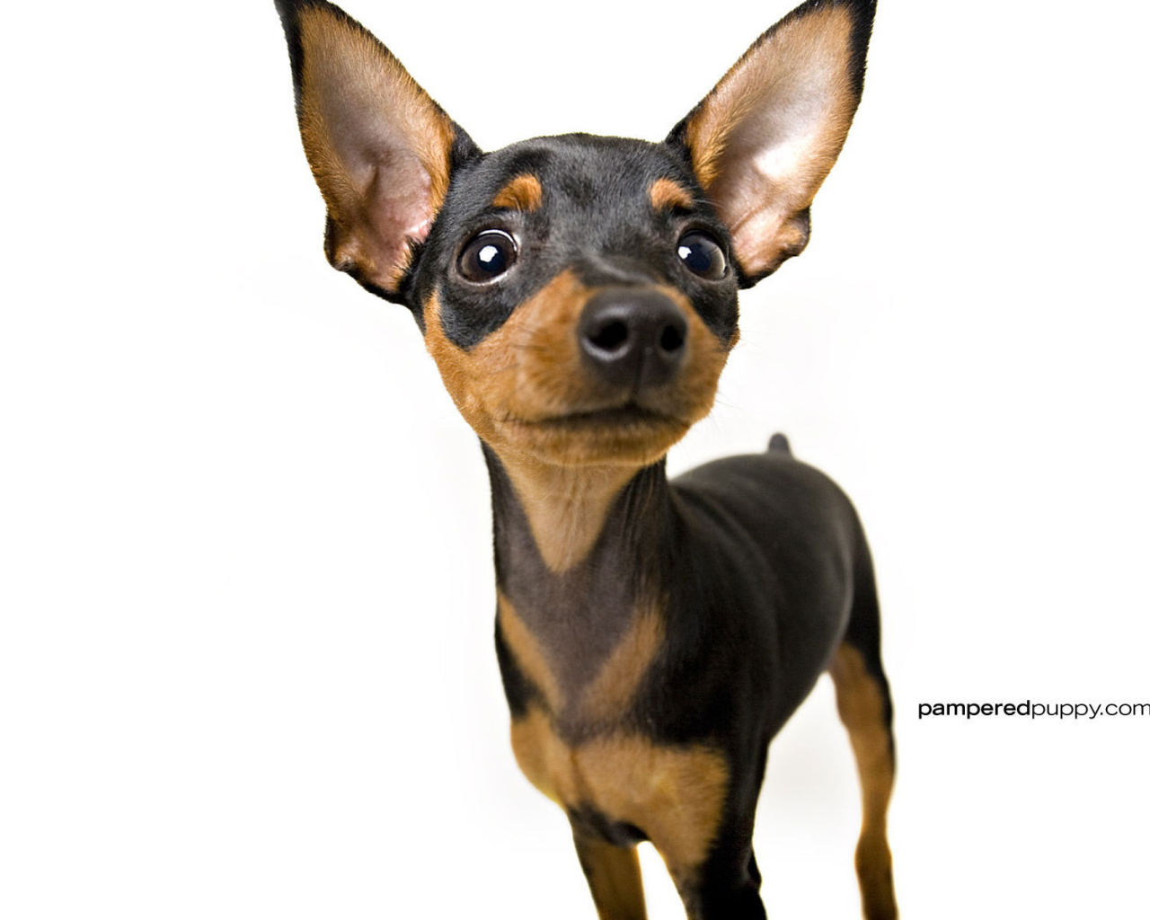 Chihuahua dog looking up