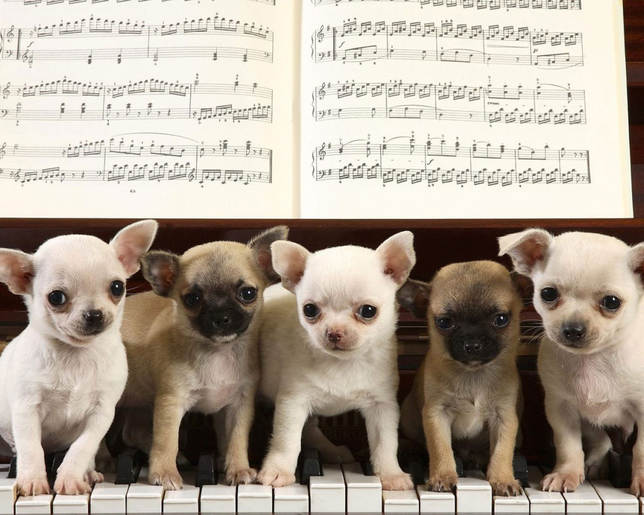Собаки чихуахуа на пианино
