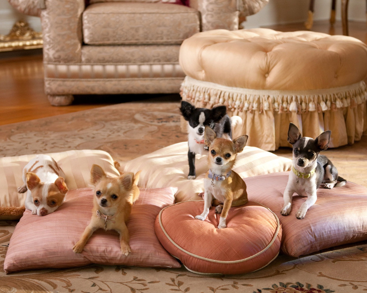 Собаки чихуахуа на подушках