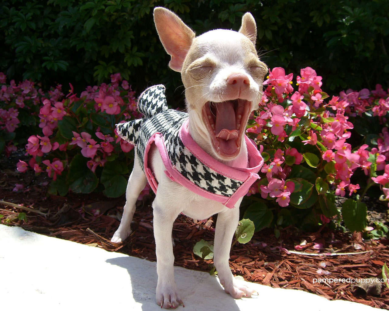 Chihuahua dog yawning