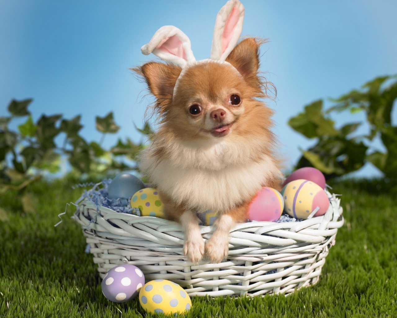 Девочка чихуахуа в корзине