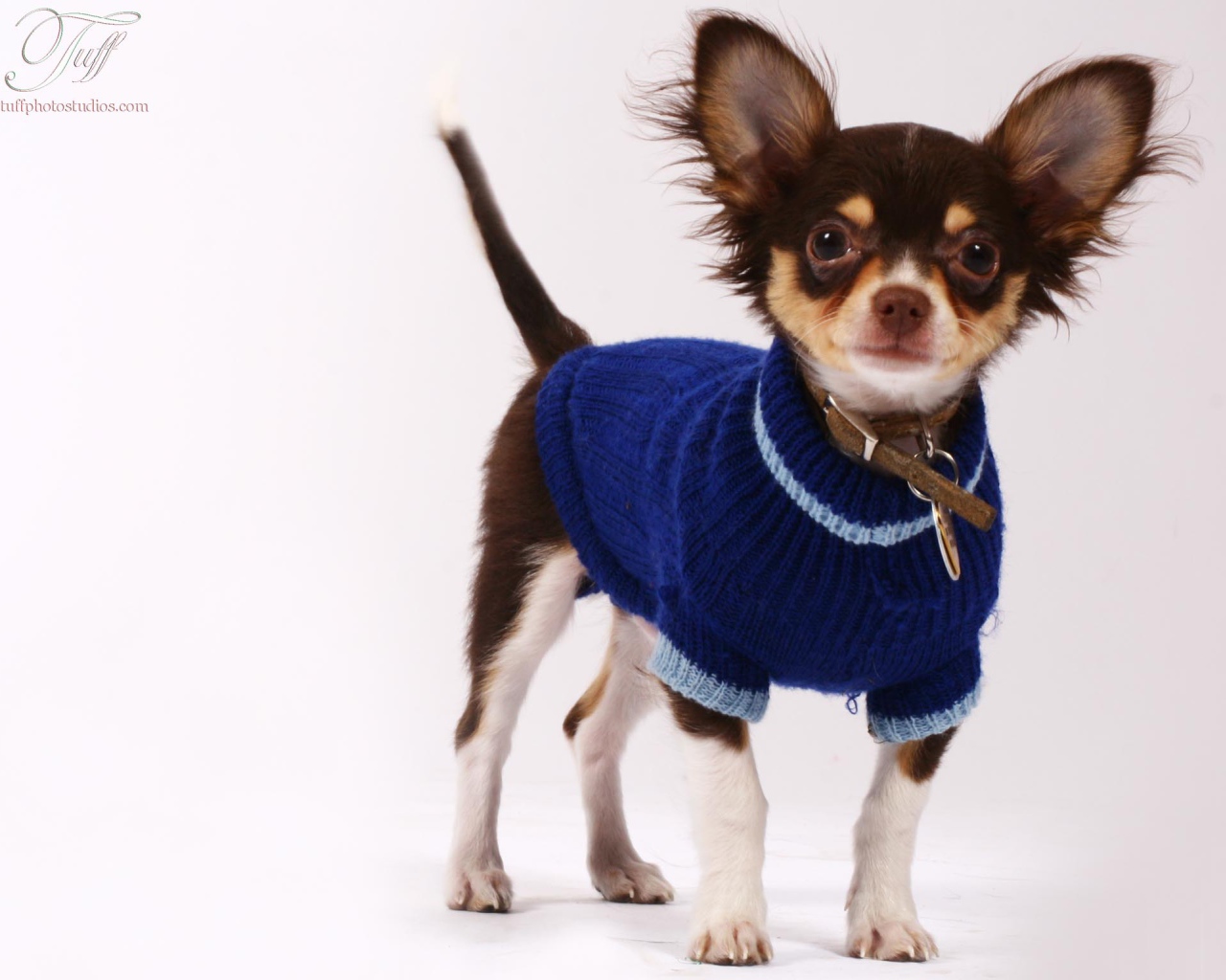 Chihuahua in a blue sweater