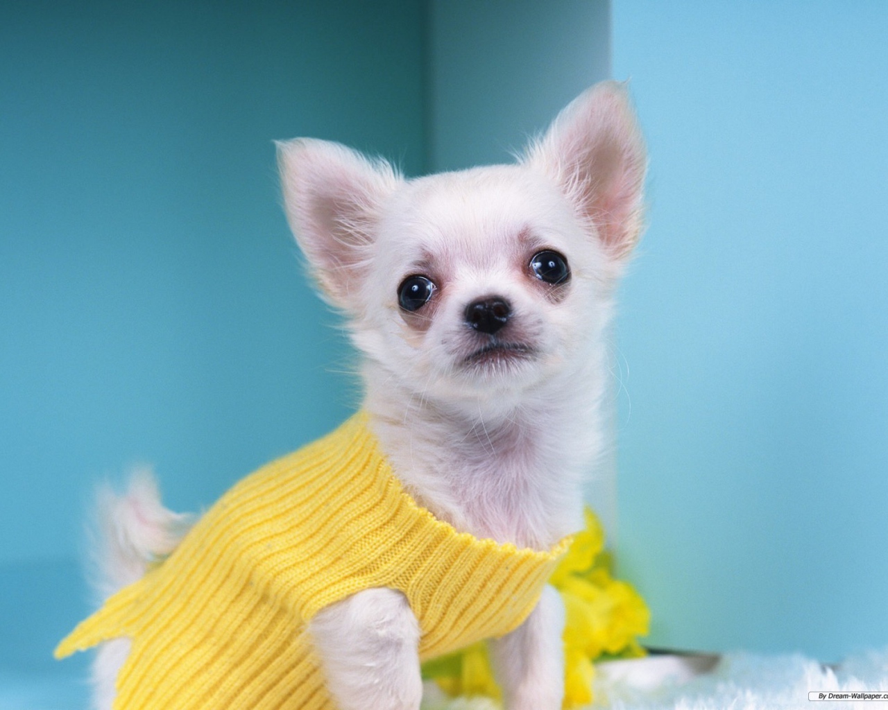 Чихуахуа в желтом свитере
