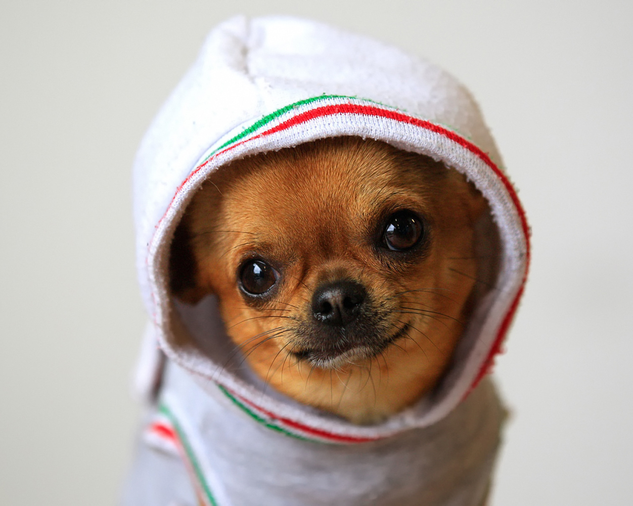 Чихуахуа в комбинезоне