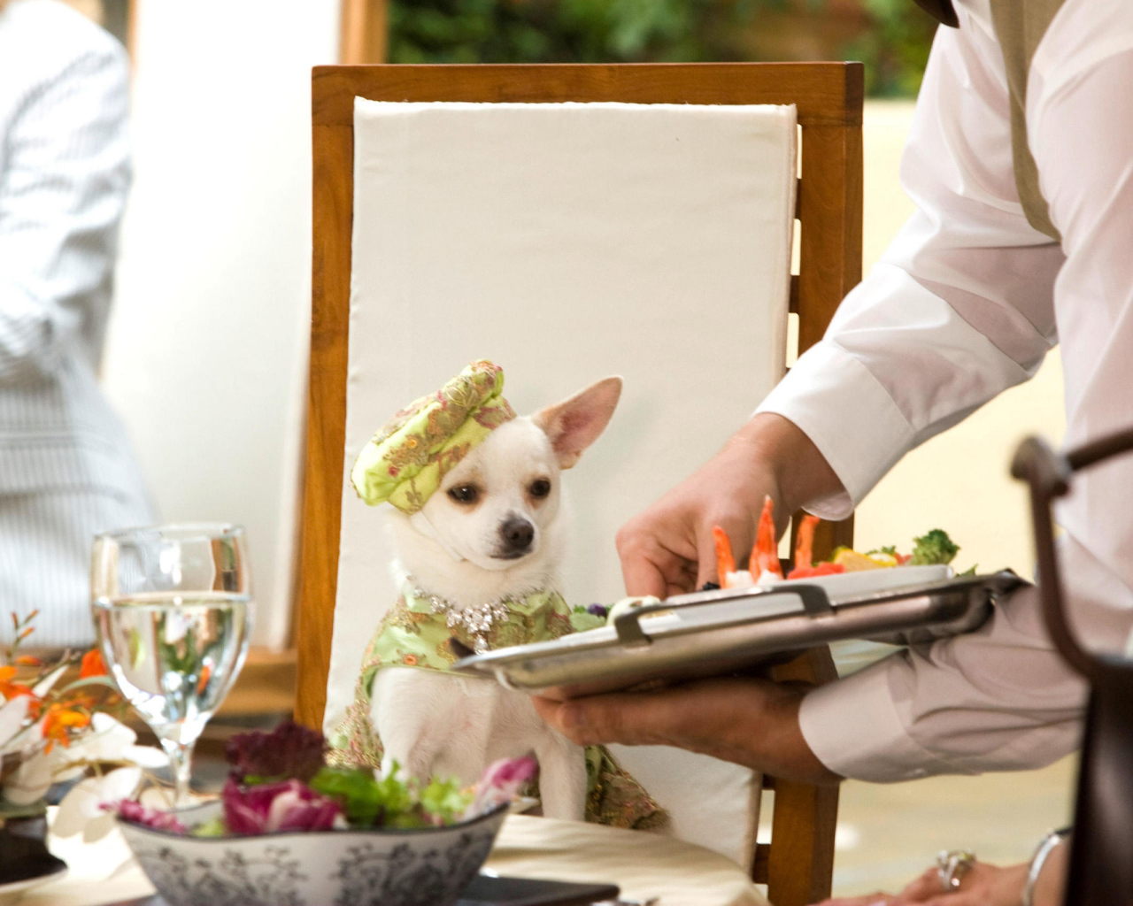 Чихуахуа в ресторане