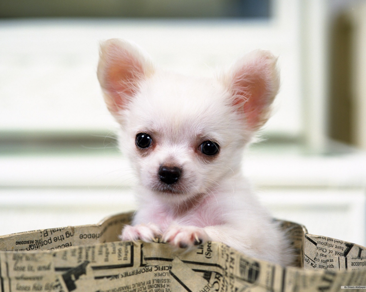 Чихуахуа выглядывает из сумки