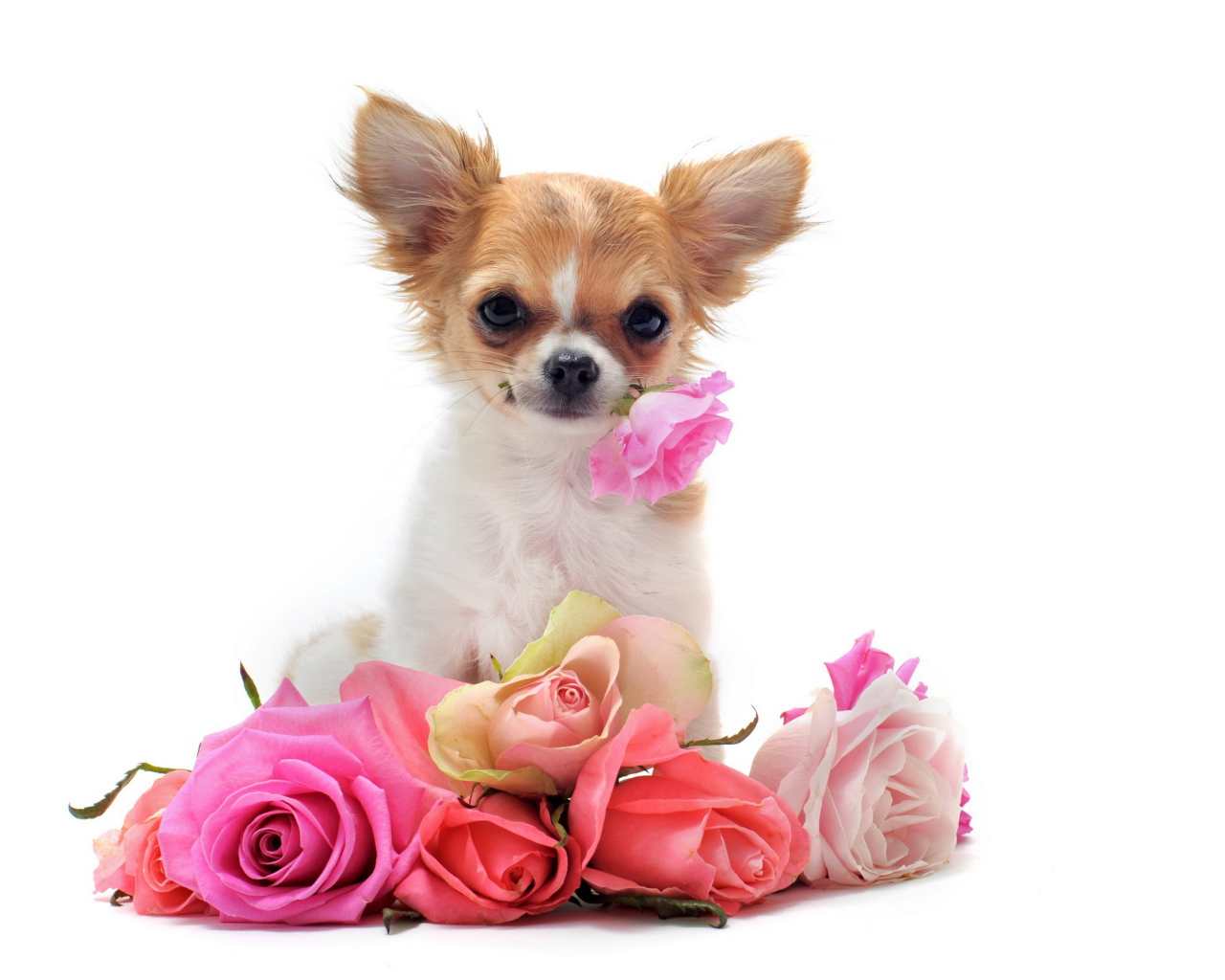 Чихуахуа с букетом роз
