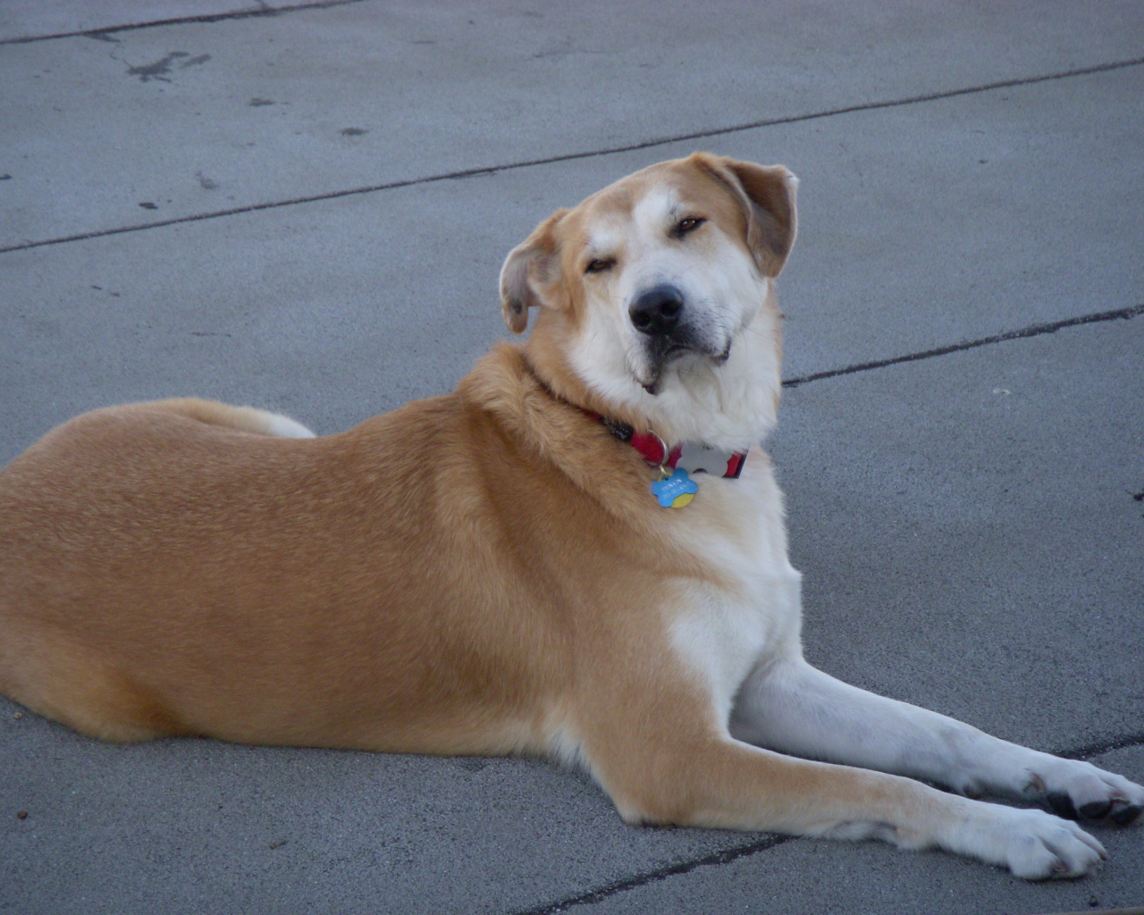 Порода собак чинук