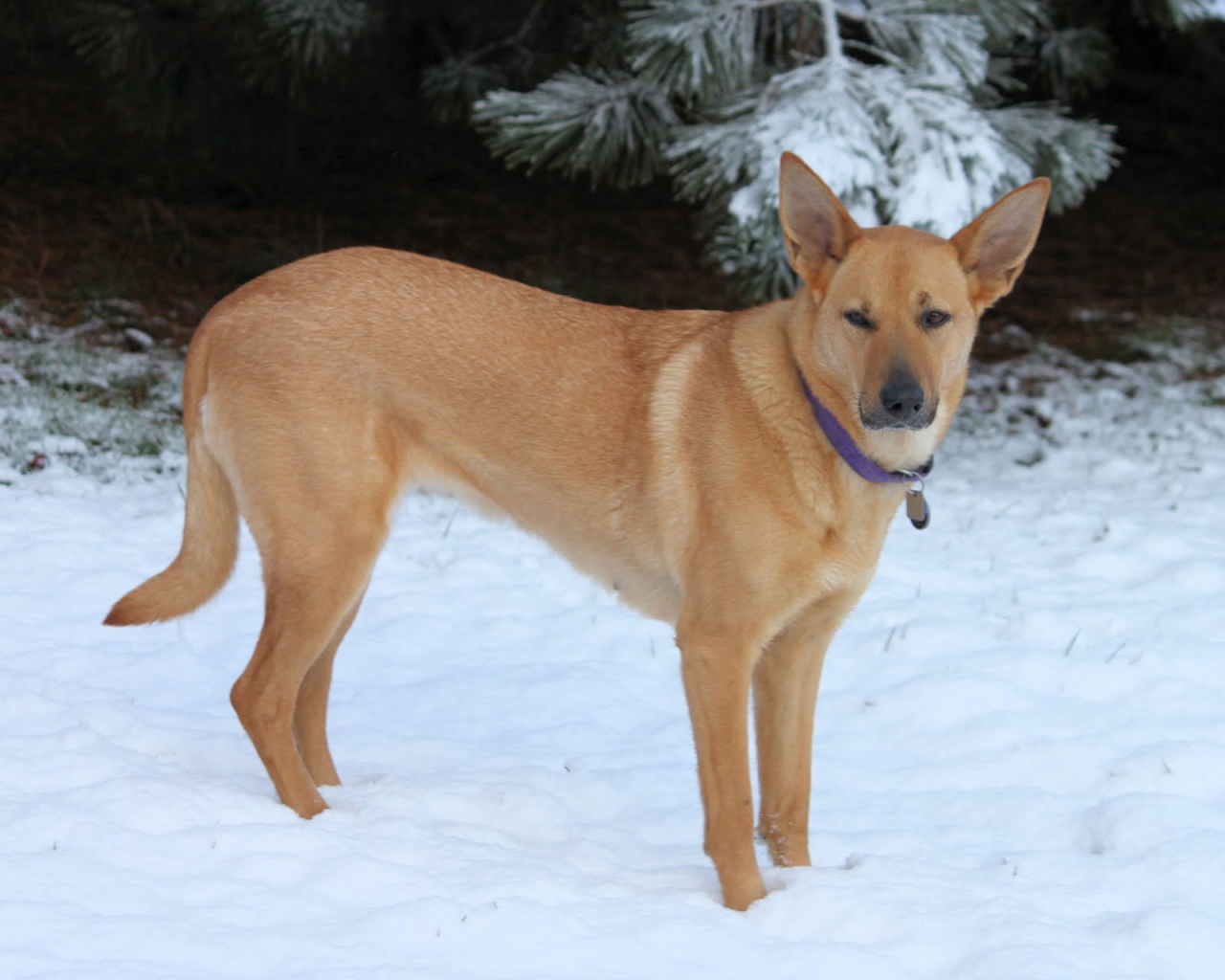 Чинук на снегу