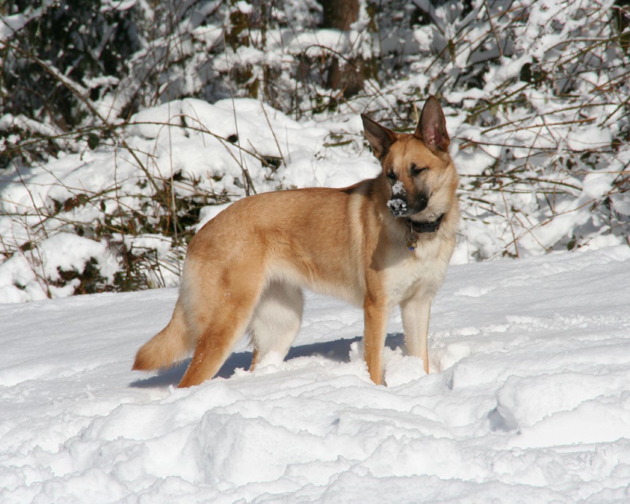 Чинук играет в снегу