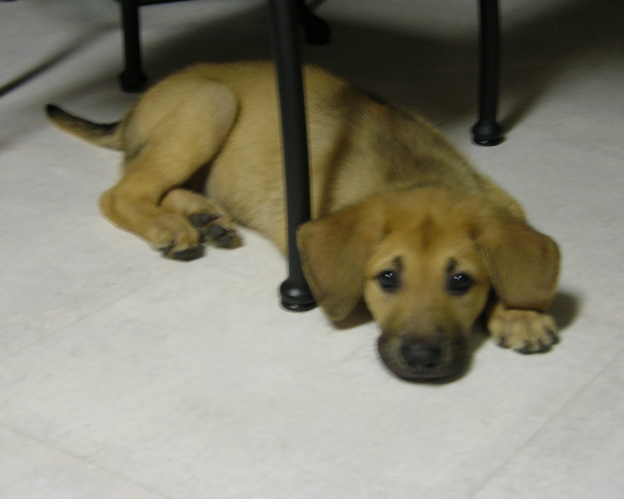 Щенок чинук на полу