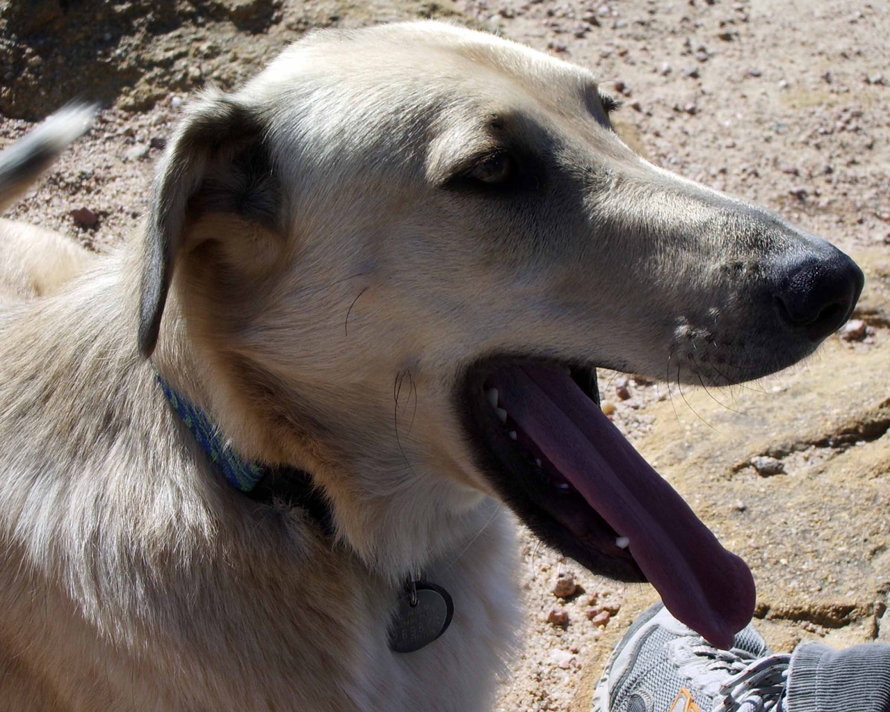 Чинук показал язык