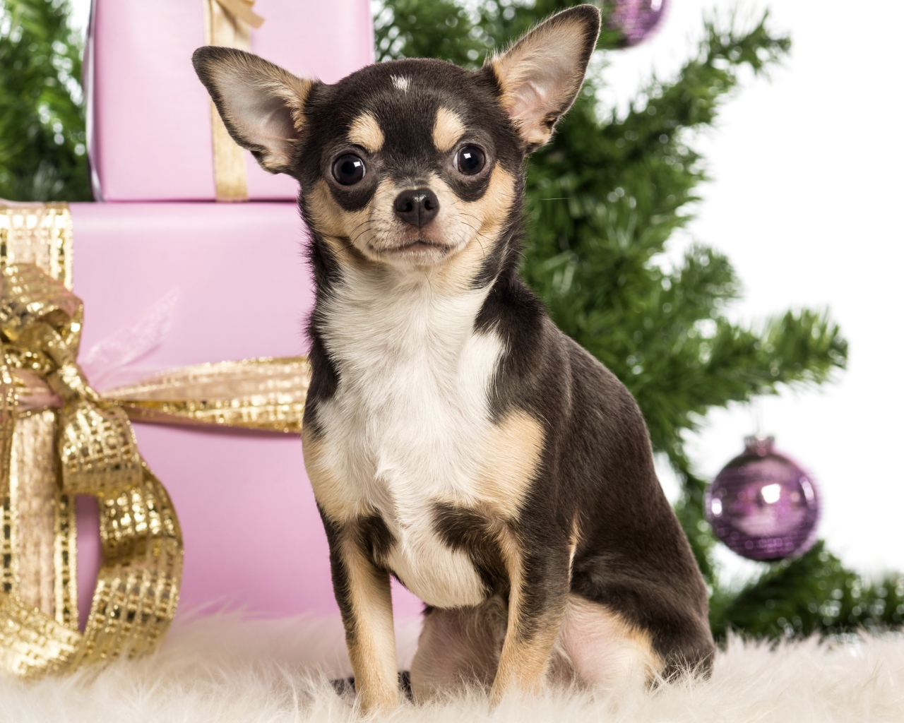Новогодняя чихуахуа