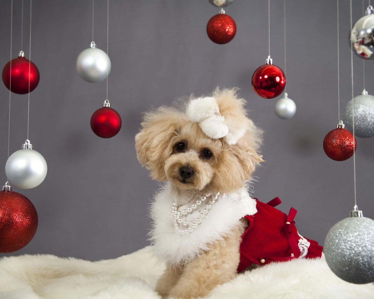 Новогодний пес пудель