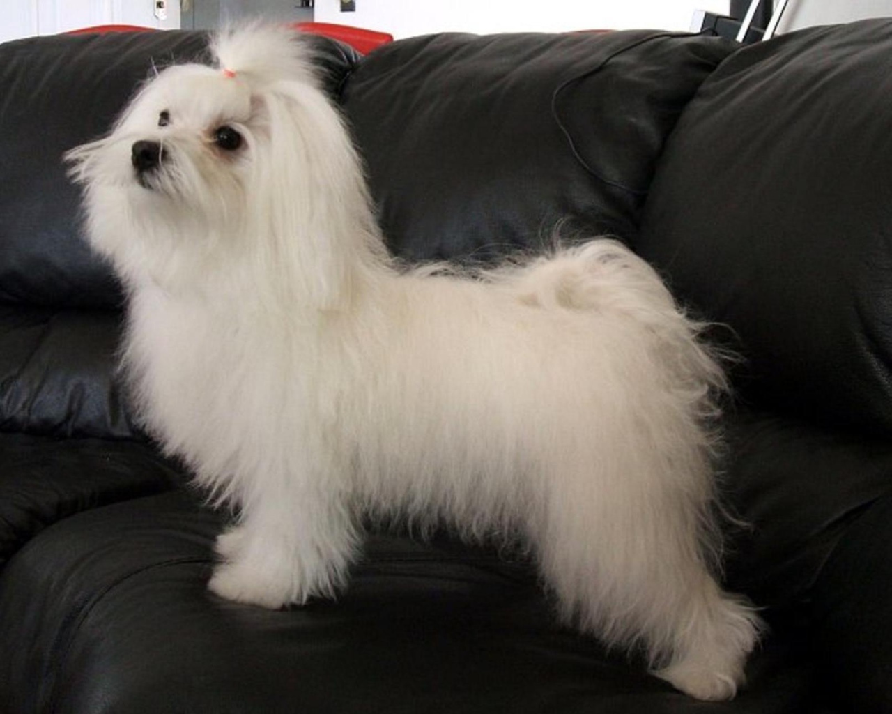 Коротко остриженная болонка