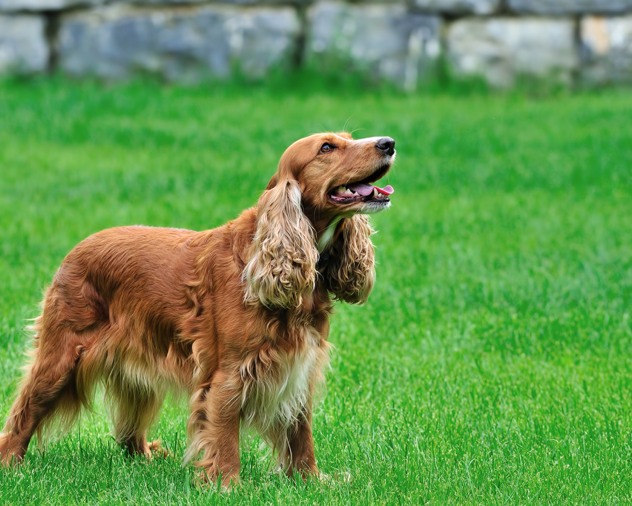 Кокер спаниель на газоне