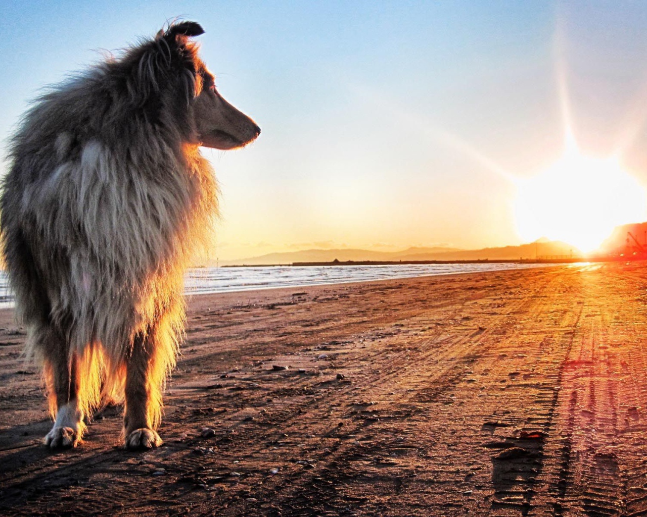 Колли на закате солнца