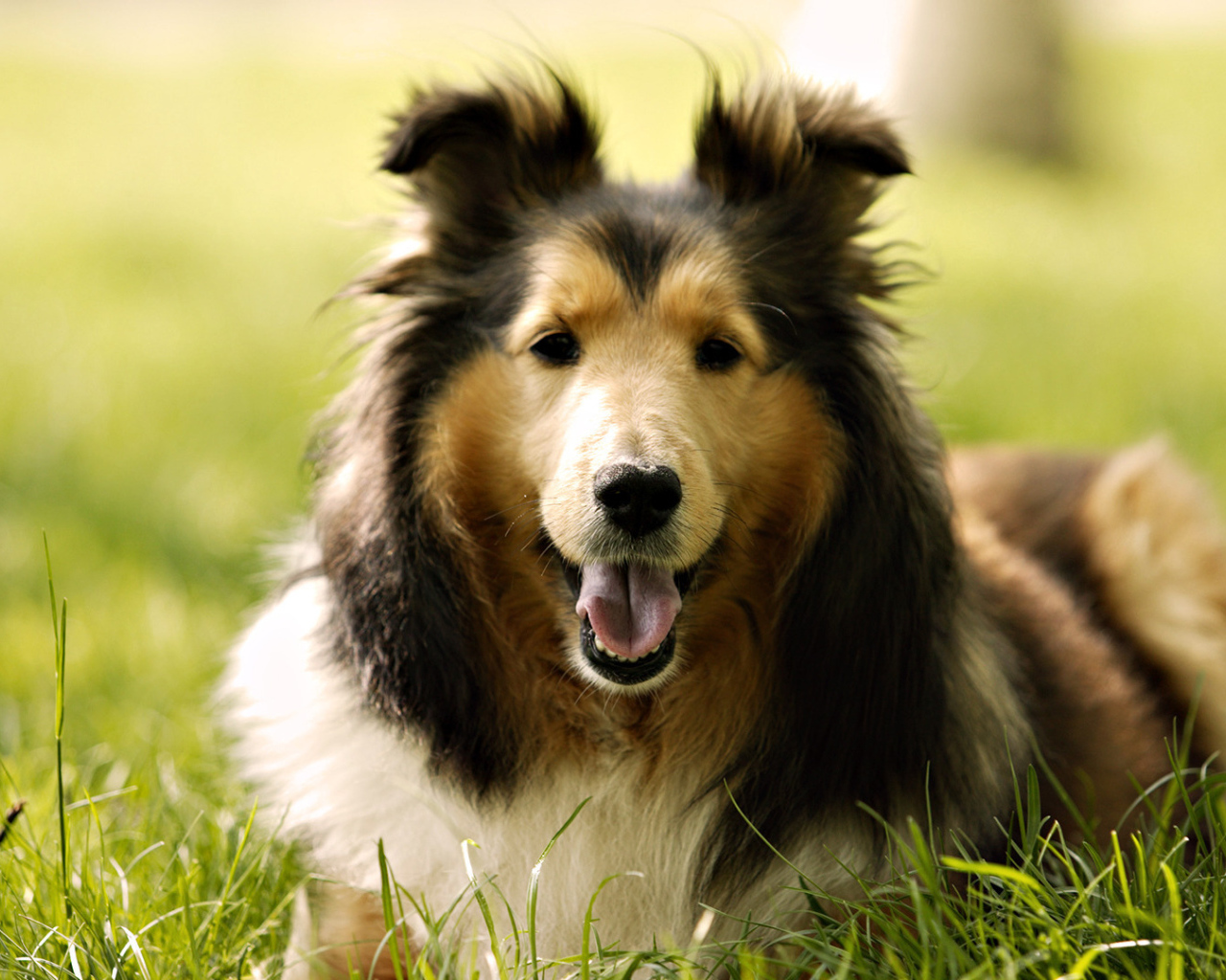 Собака колли на траве