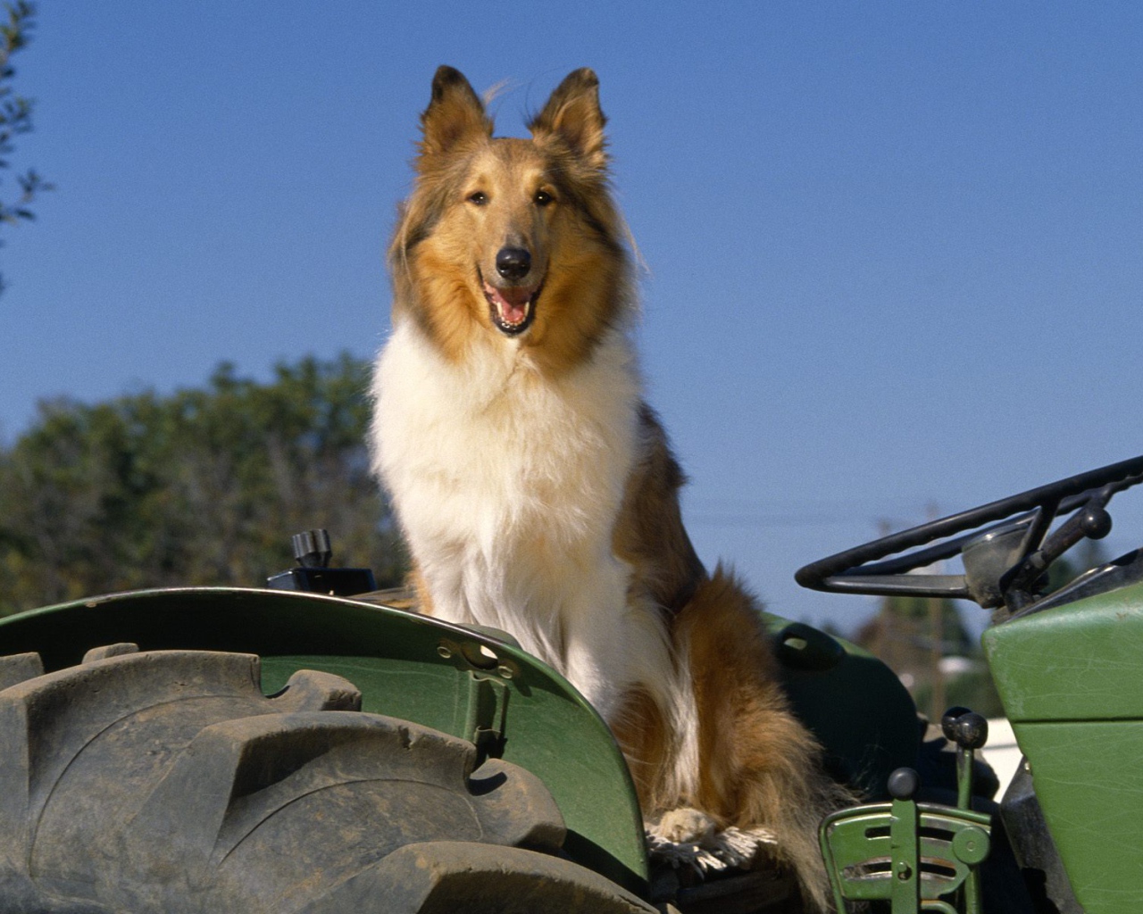 Собака колли на тракторе