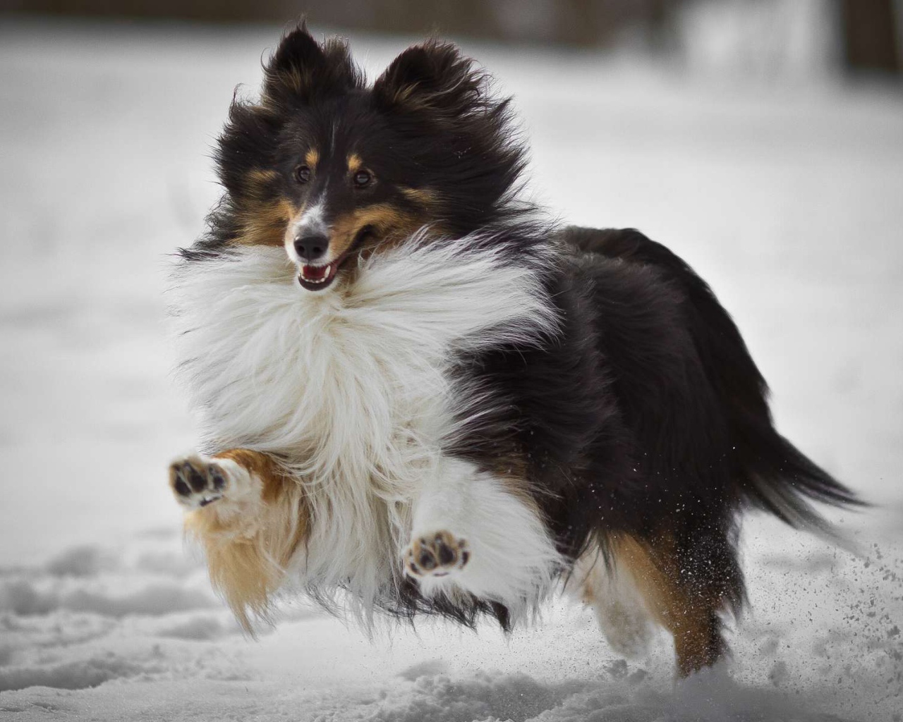 Собака колли бежит по снегу