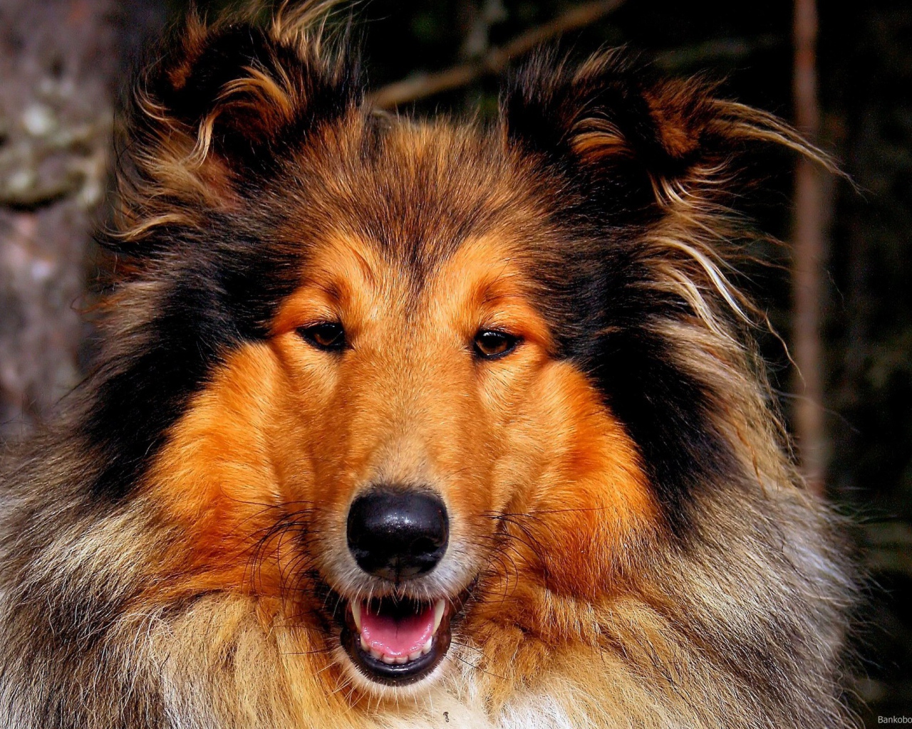 Собака колли улыбается