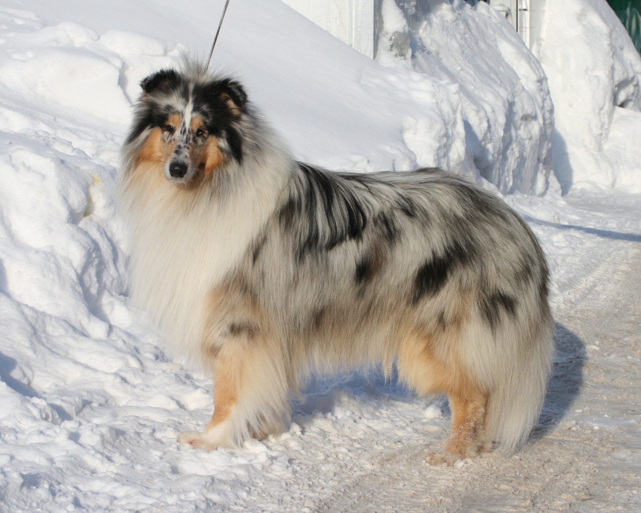 Колли у сугроба снега