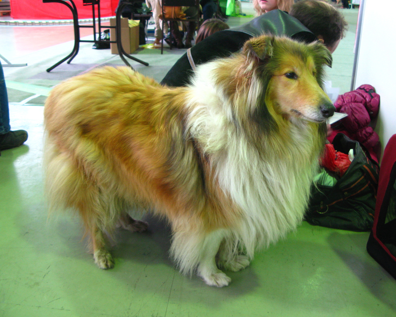 Колли в салоне красоты